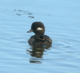 DSCN5915 c Bufflehead Kahuku Aqua Ponds HI 3-16-2015