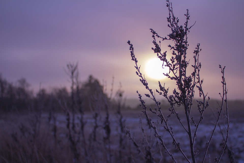 Winter morning landscape