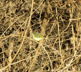 IMG 0952 c Ruby-crowned Kinglet Metro-Sewer Kankakee IL 12-26-2014