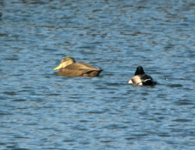 DSCN4935 c American Black Duck x Mallard  Kankakee IL 11-20-2014