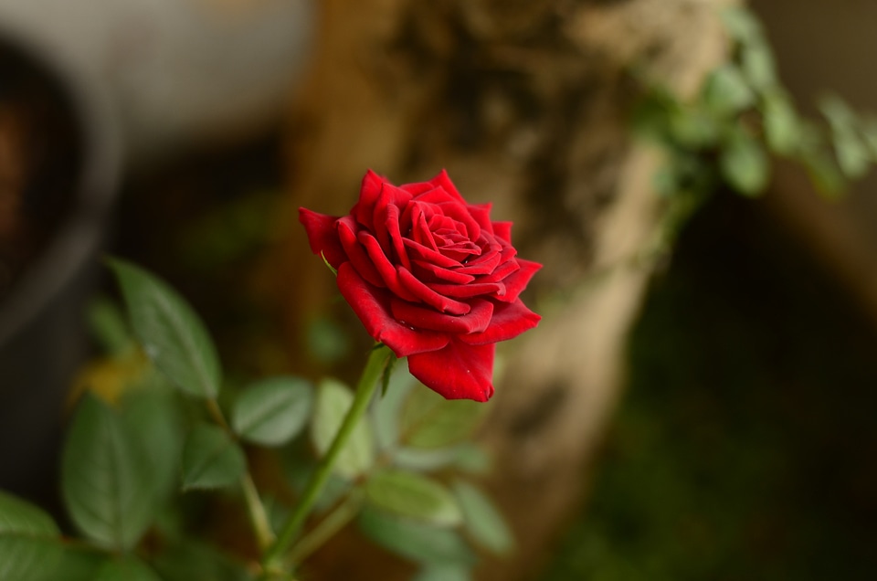 Nature garden red