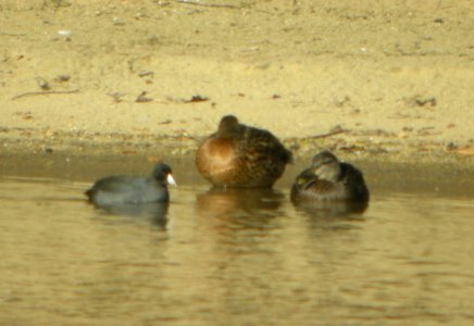 DSCN4939 c American Coot + Mallard + American Black Duck  Kankakee IL 11-20-2014