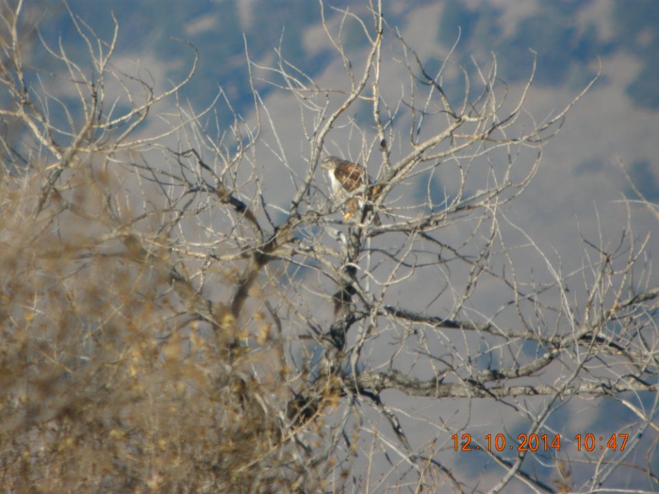 DSCN5299 Ferruginous Hawk Standley Lake CO 12-10-2014