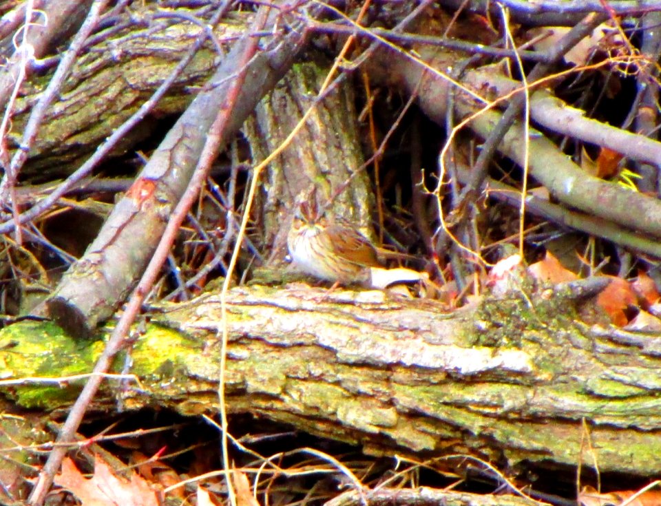 IMG 1438 c Lincoln's Sparrow Kankakee IL 4-22-2015