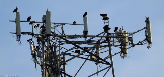 Cell Tower Vultures