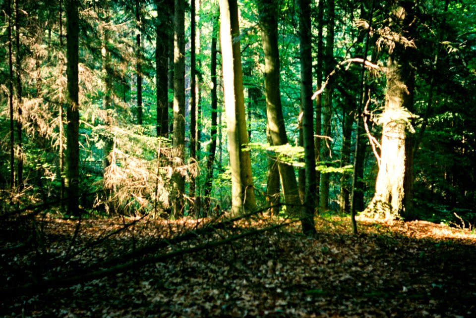 Exa + Tessar 2,8/50 - Forest