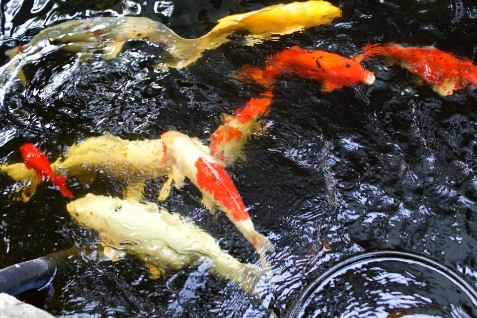 DSC05610