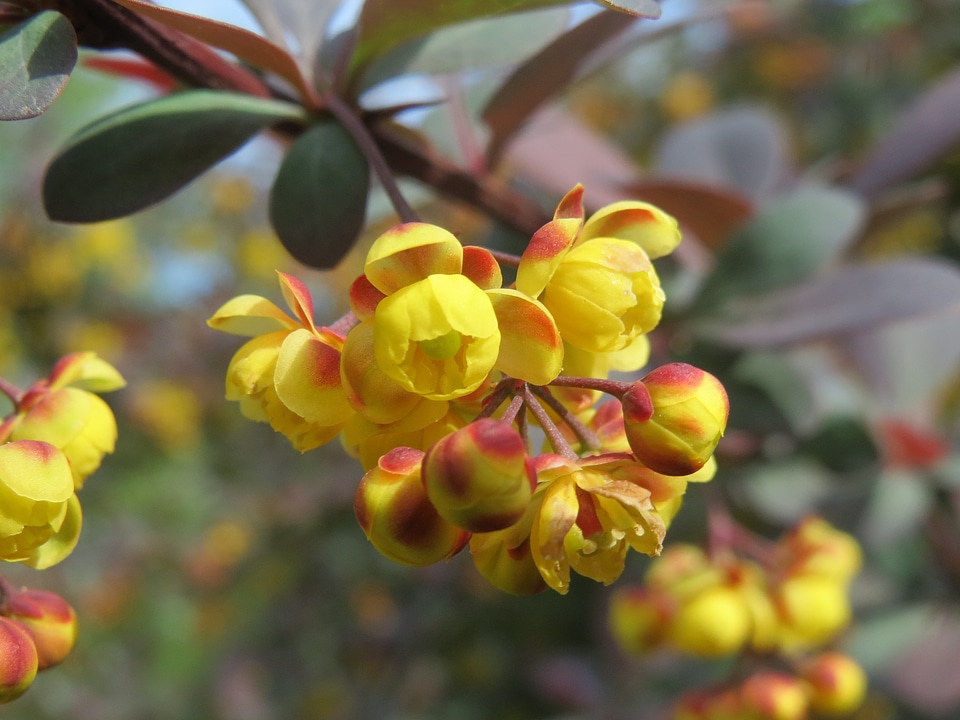 Flora blossom macro