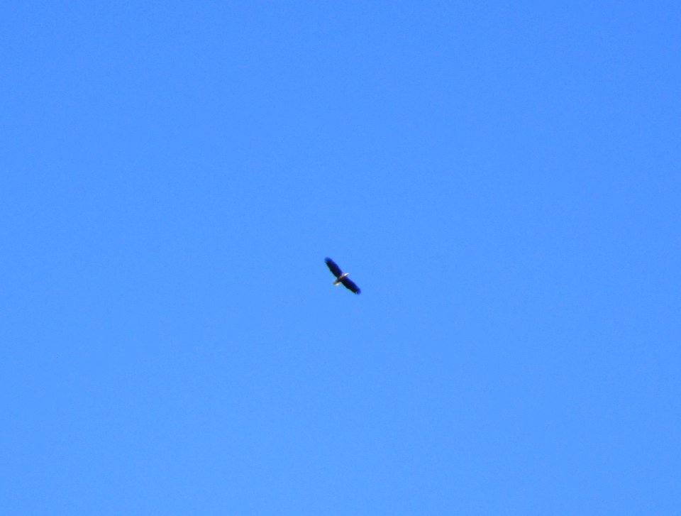 IMG 1321 c Bald Eagle Hse Kankakee IL 4-2-2015