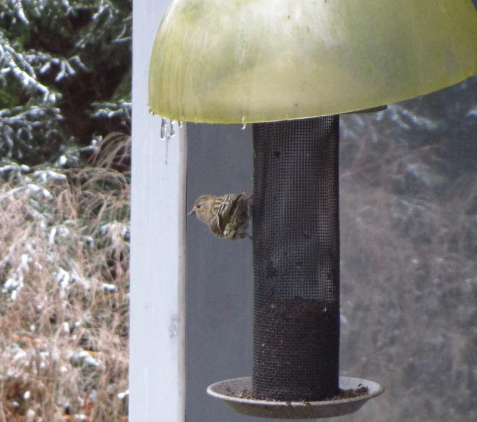 IMG 0687 c Pine Siskin  Kankakee IL 11-16-2014