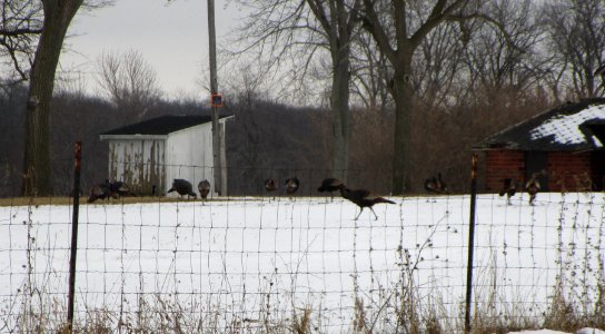 IMG 1103 c Wild Turkey Kankakee Co IL 2-9-2015
