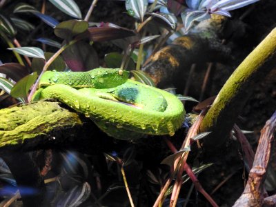 Costa Rica's Spyrogyra and Zoo