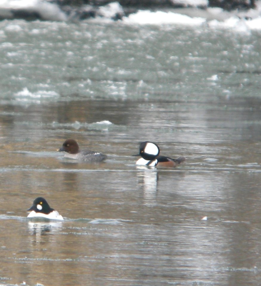 DSCN5602 c Common Goldeneye Hooded Merganser Kankakee River SP IL 2-24-2015