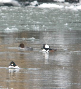 DSCN5602 c Common Goldeneye Hooded Merganser Kankakee River SP IL 2-24-2015