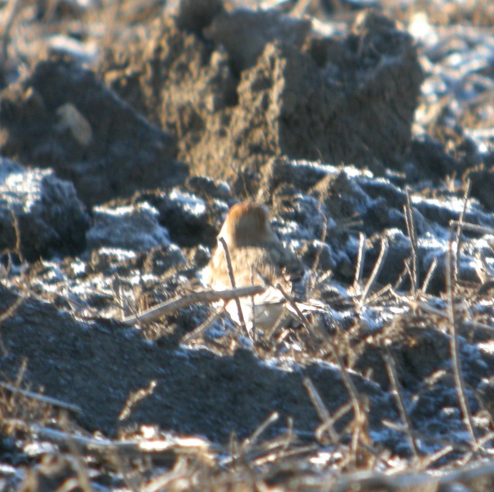 DSCN5047 c Snow Bunting W. Kankakee Co IL 12-3-2014