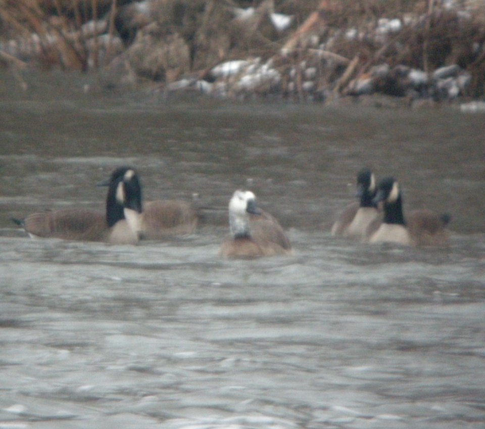 DSCN5495 c Swan Goose x Canada Goose Hybrid?  Kankakee IL 1-23-2015