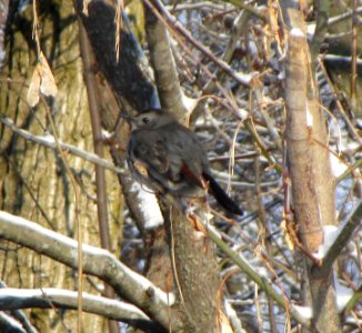IMG 0996 c Gray Catbird  Bourbonnais IL 1-12-2015