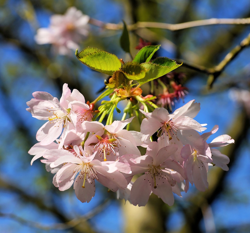 Pink spring sky photo