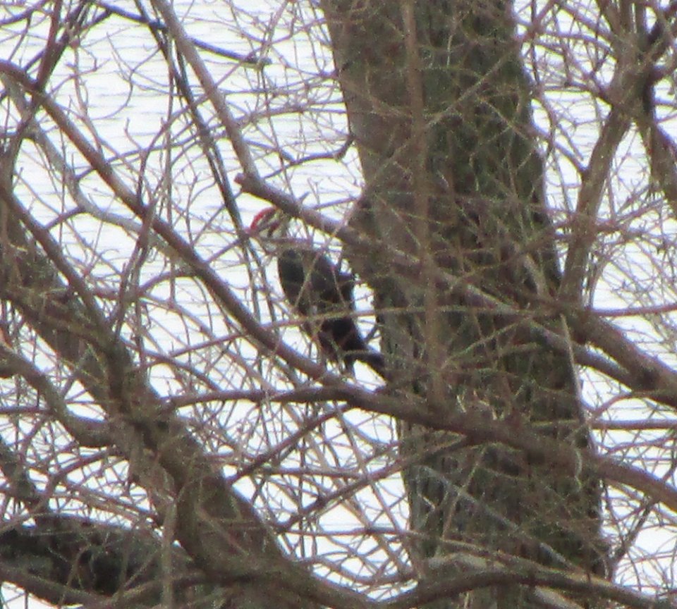 IMG 1095 c Pileated Woodpecker  Bourbonnais IL 2-8-2015