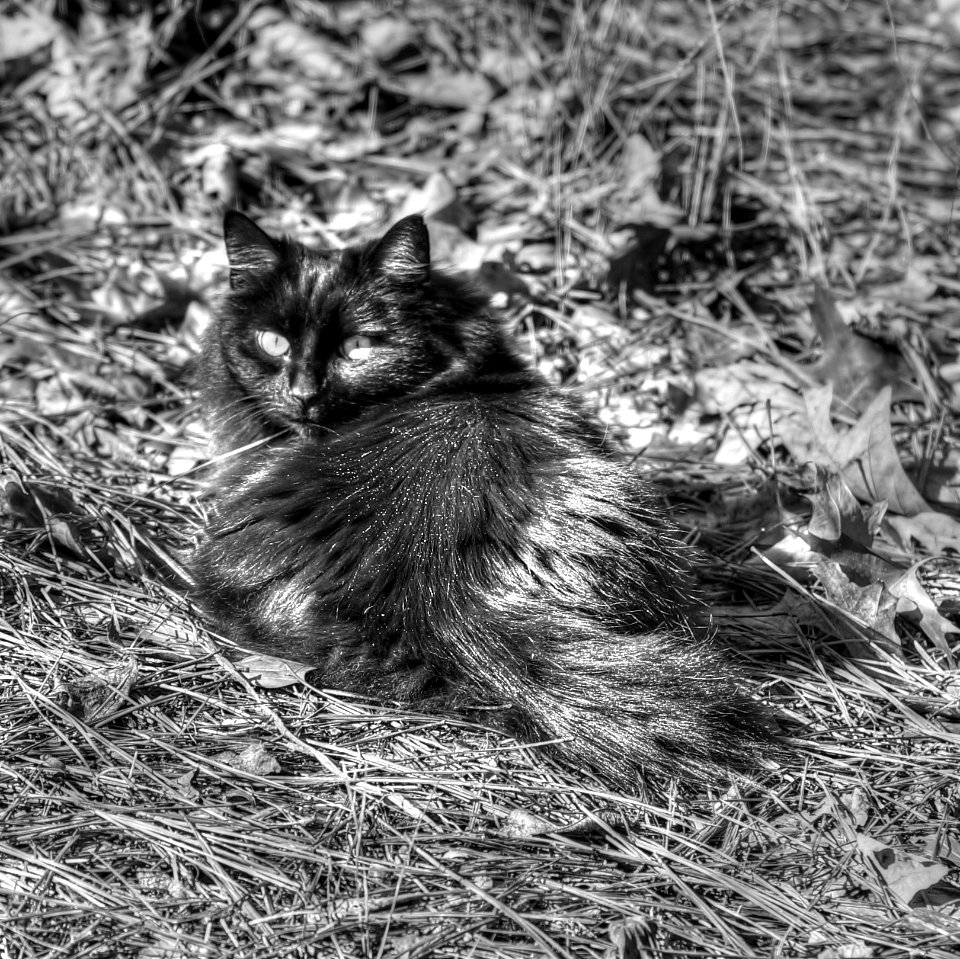 Kitty Monochrome