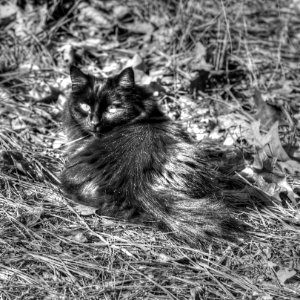 Kitty Monochrome photo