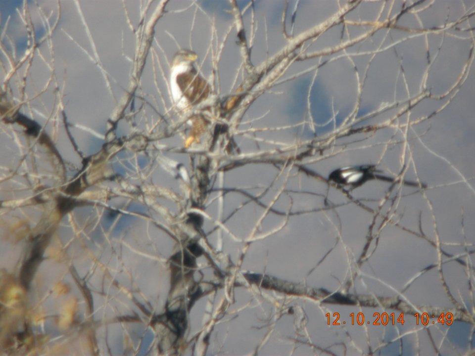 DSCN5303 Ferruginous Hawk Standley Lake CO 12-10-2014