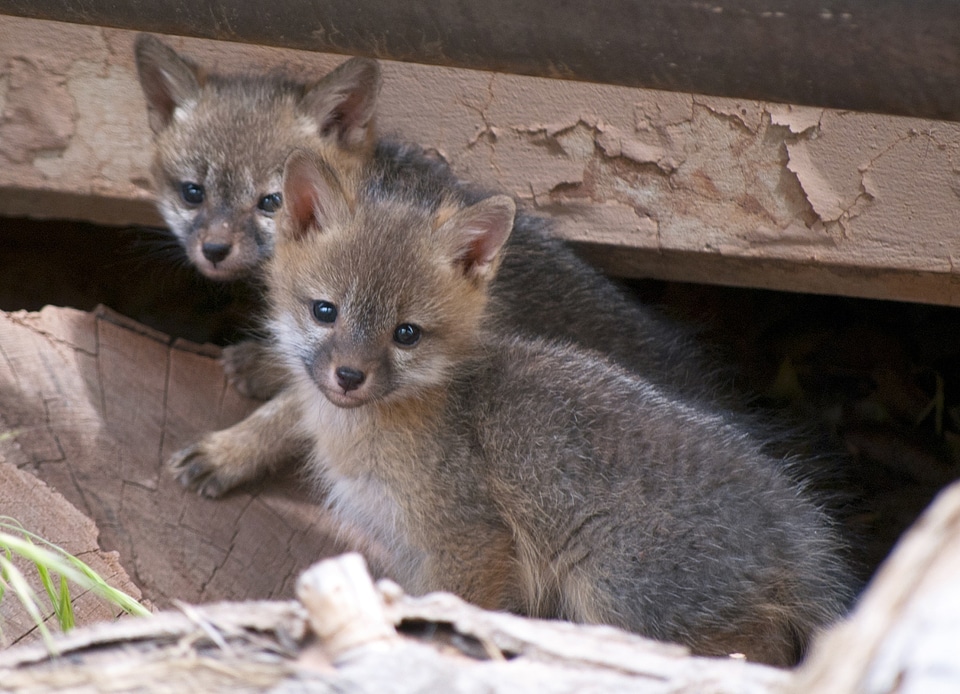 Predators wildlife nature