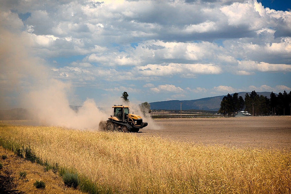 Farmland field wheat