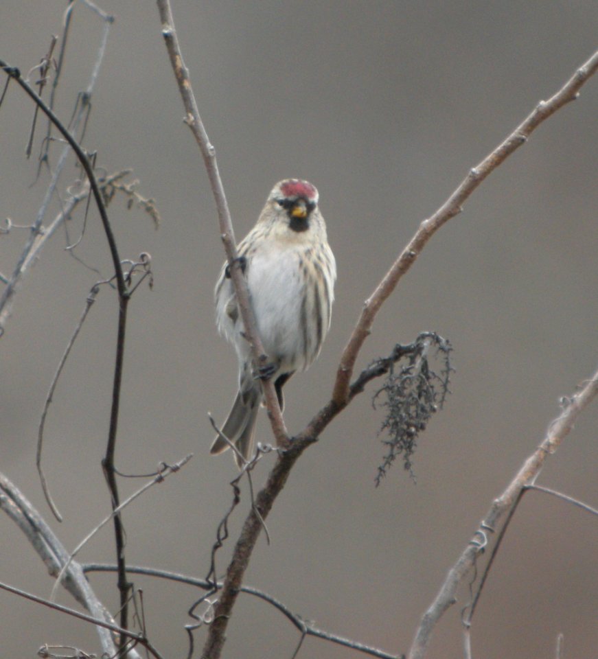 DSCN5416 c Common Redpoll Willow Slough FWA IN 12-21-2014