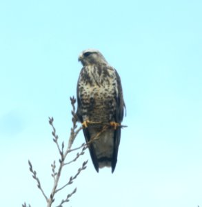 DSCN5784 c Rough-legged Hawk TNC Kankakee Sands IN 3-10-2015