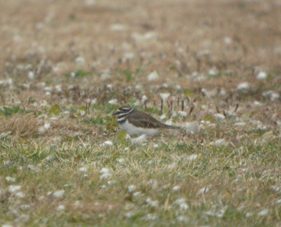 DSCN4864 c Killdeer  Bourbonnais Twp IL 11-11-2014