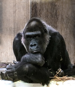 Black dominant silverback photo