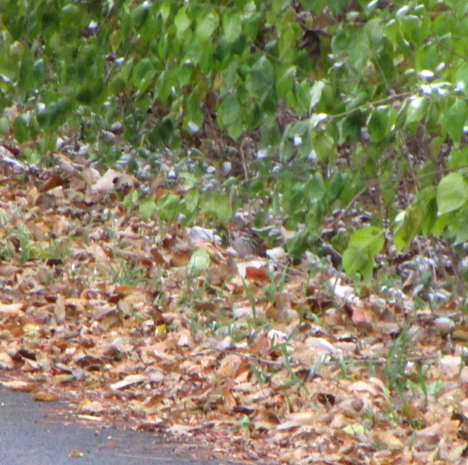 IMG 0685 c Fox Sparrow  Kankakee IL 11-16-2014