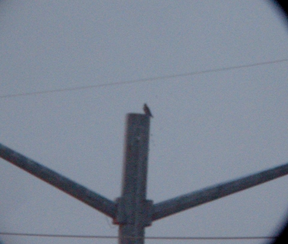 DSCN5457 c Peregrine Falcon  Kankakee IL 1-4-2015