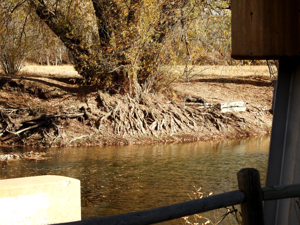 Springer Natural Area - Fort Collins.