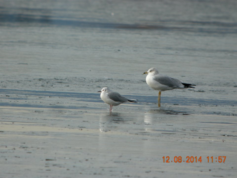 DSCN51631 Bonaparte's Gull Cherry Creek SP CO 12-8-2014