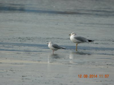 DSCN51631 Bonaparte's Gull Cherry Creek SP CO 12-8-2014