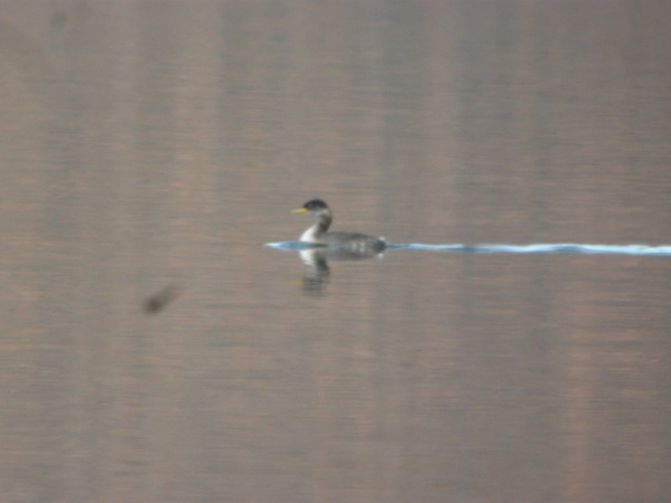 DSCN5153 Red-necked Grebe Chatfield Res CO 12-7-2014