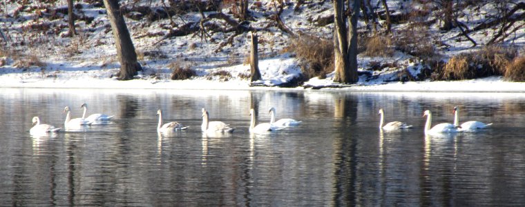 IMG 1034 c Mute Swan Kankakee IL 1-19-2015