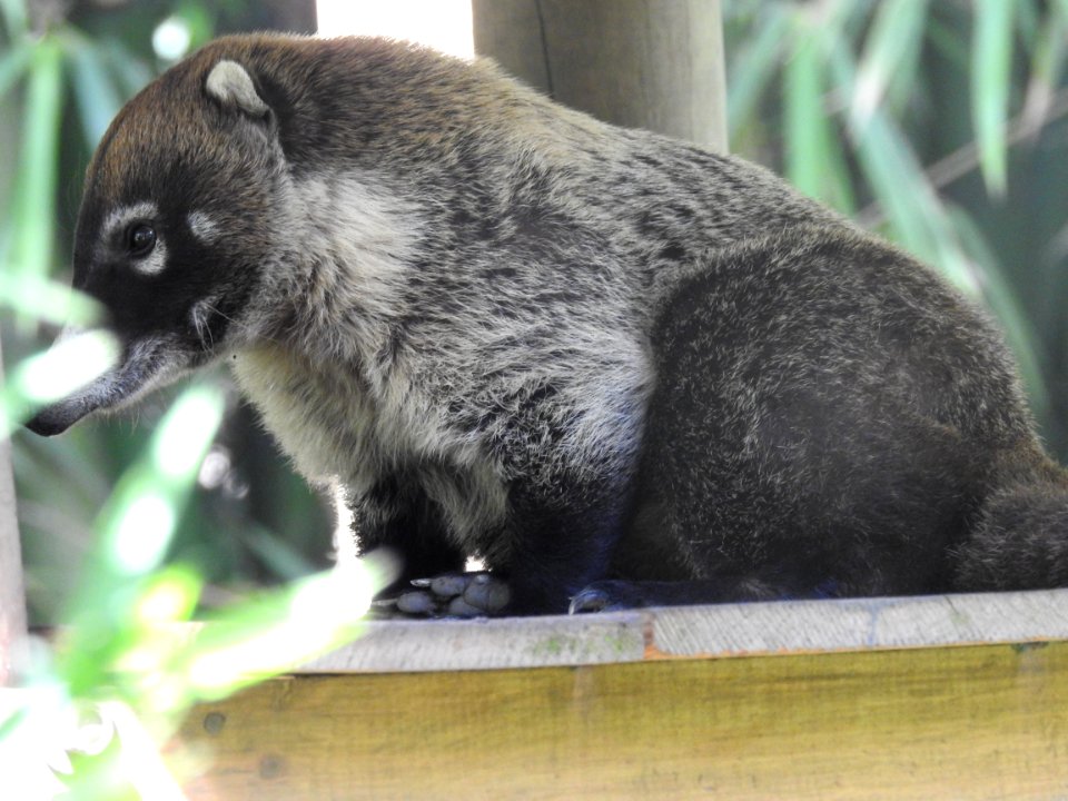 Costa Rica's Spyrogyra and Zoo