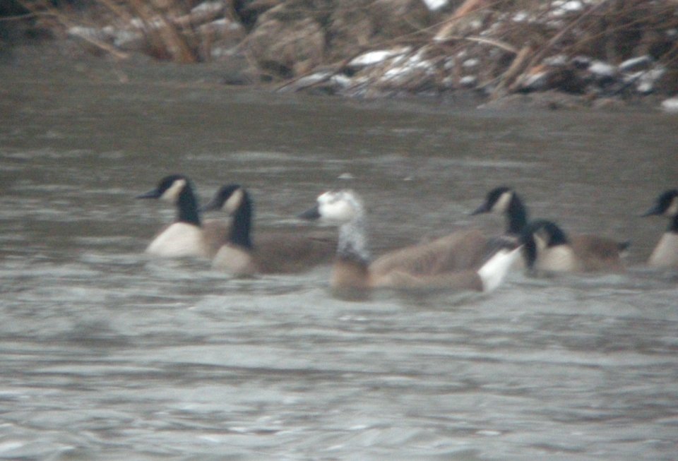 DSCN5496 c Swan Goose x Canada Goose Hybrid?  Kankakee IL 1-23-2015