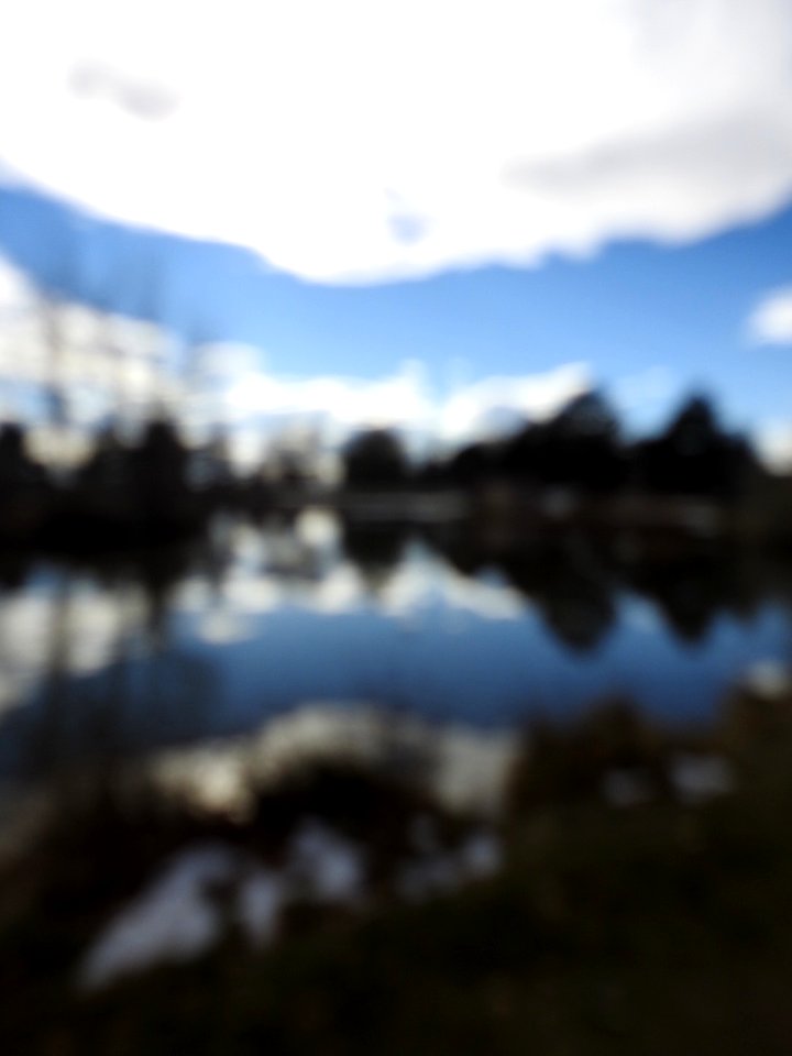 The Canadian Geese from Warren Park