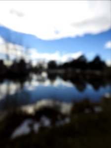 The Canadian Geese from Warren Park