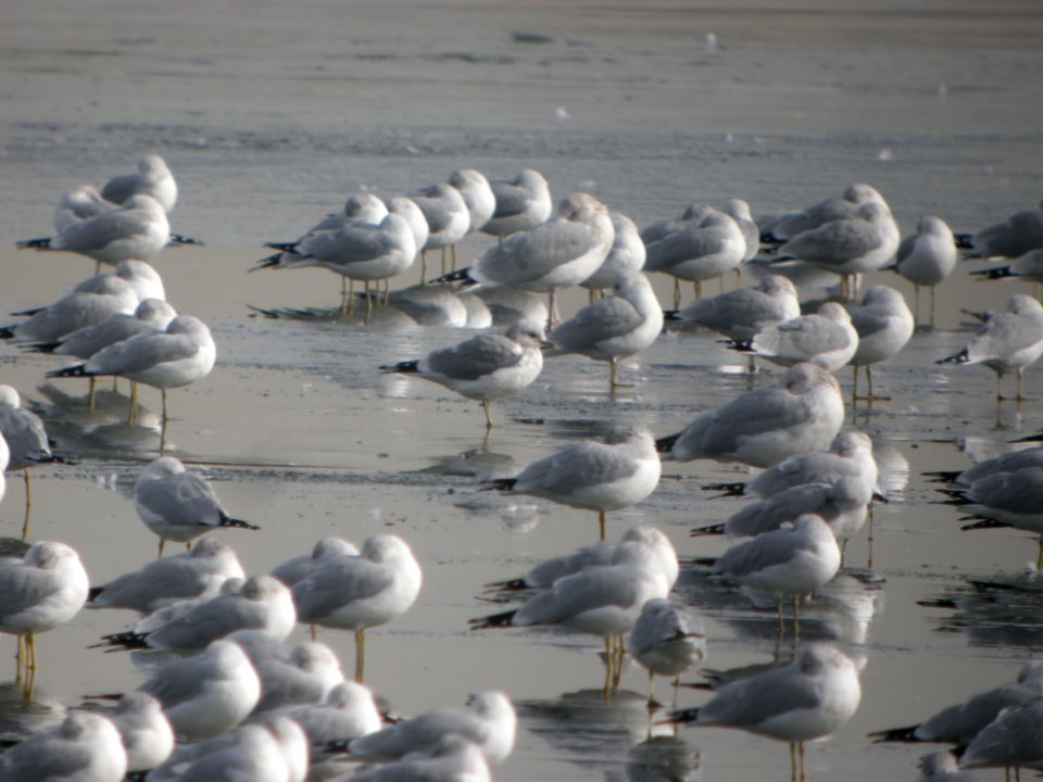 DSCN52271 Mew Gull Cherry Creek SP CO 12-8-2014