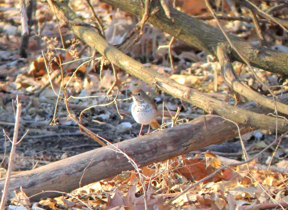 IMG 1305 c Hermit Thrush Perry Farm Bourbonnais IL 3-31-2015