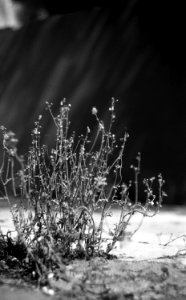 Praktica MTL 5 + Helios 44-2 2/58 - Dry Grass on Concrete