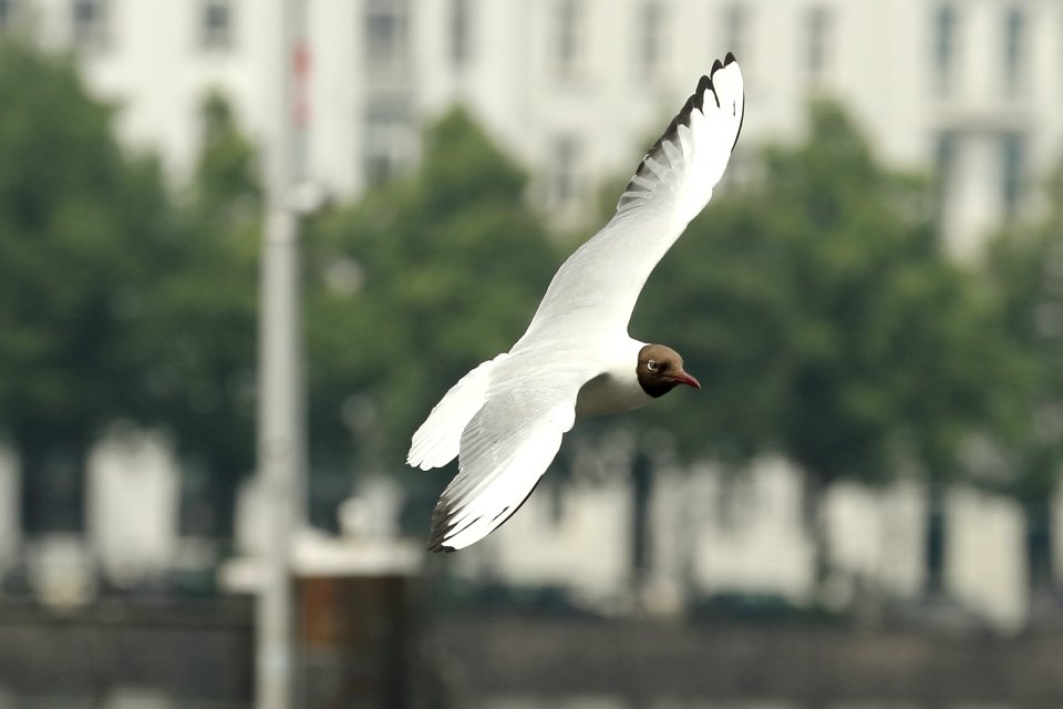 CanonEOS7DMarkII - Möwe 003