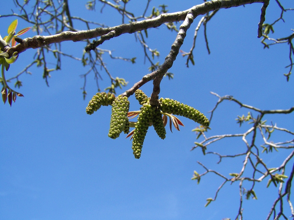 Walnut flower blue sky spring