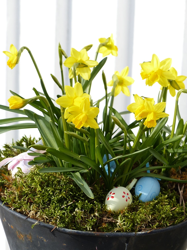Easter easter lilies green
