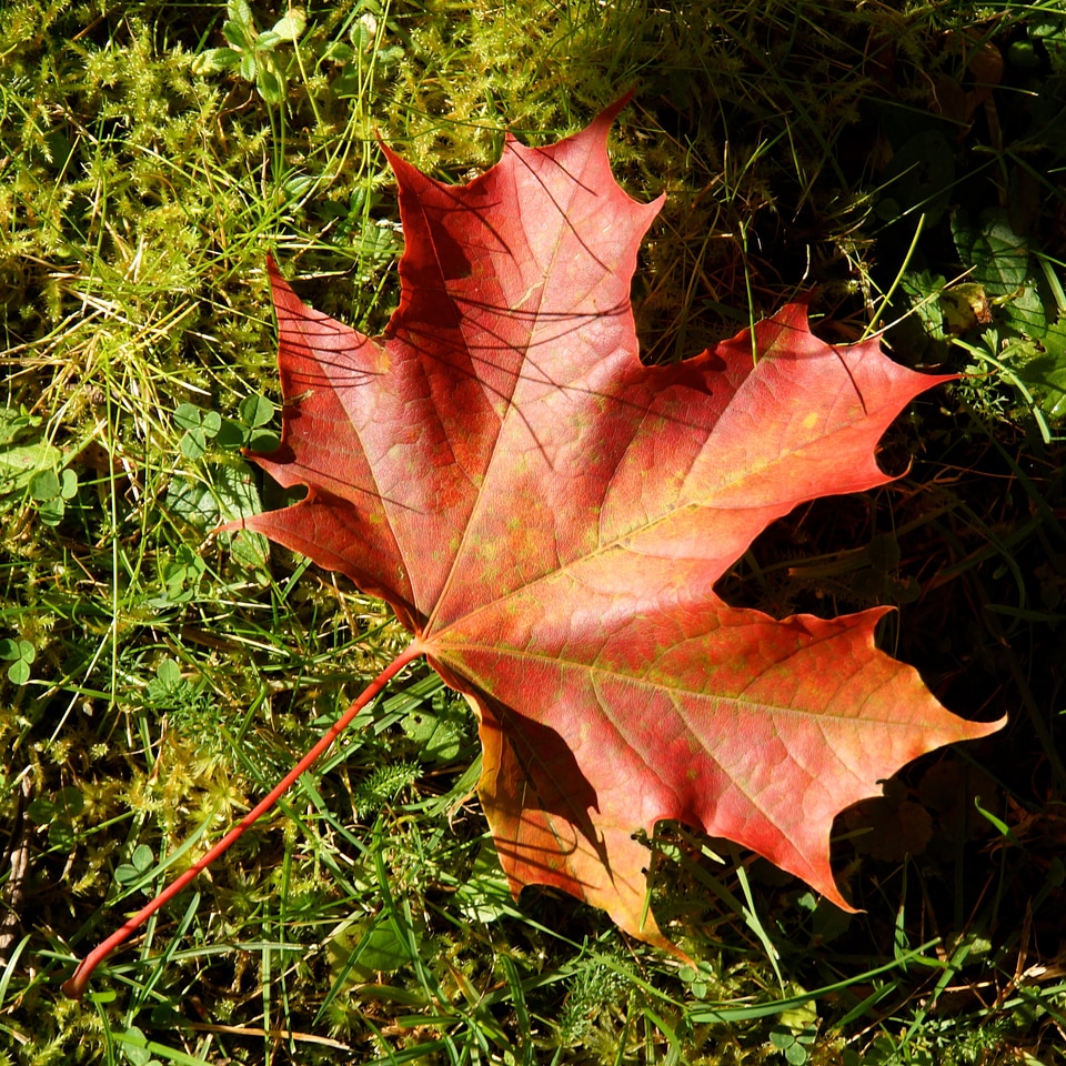 Autumn red dropped